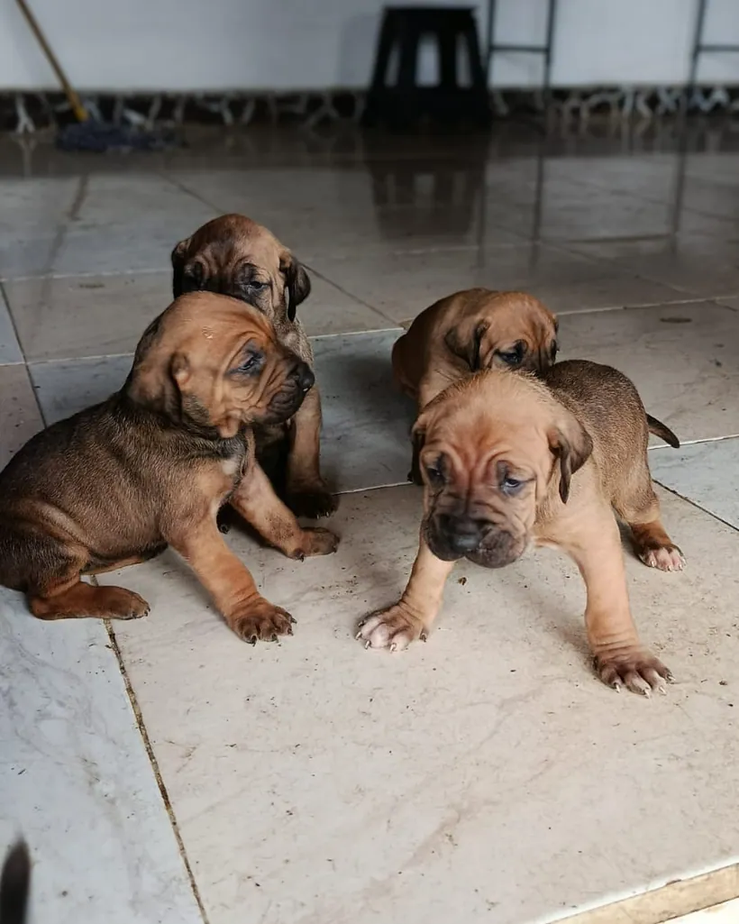 Fila Brasilero de raza pura — Mascooriente
