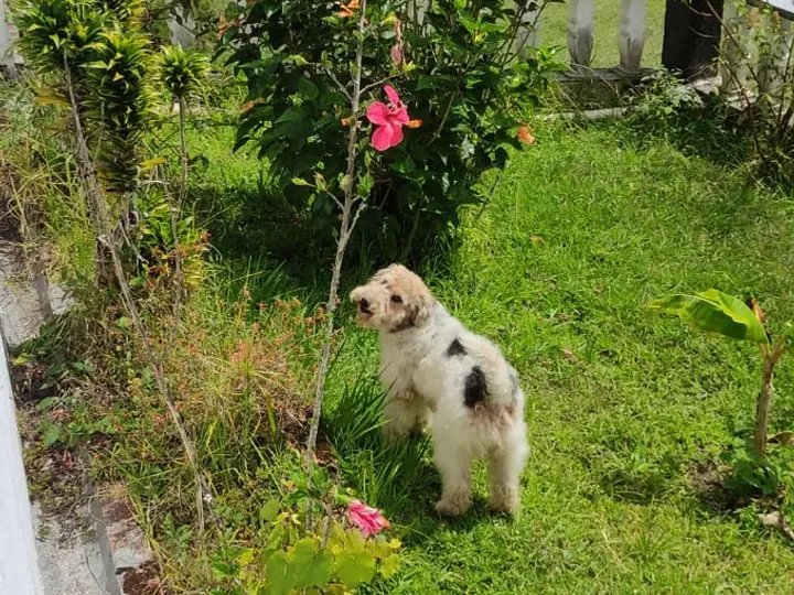 Fox Terrier — carácter y personalidad