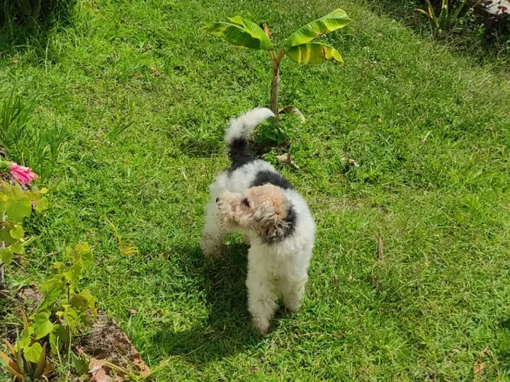 Fox Terrier — cuidados