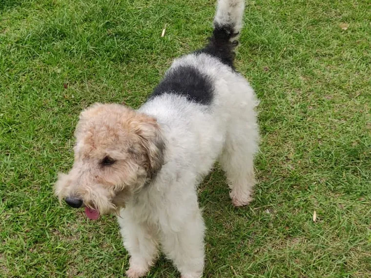 Fox Terrier de raza pura en casa — Mascooriente