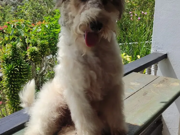 Fox Terrier de raza pura — Mascooriente