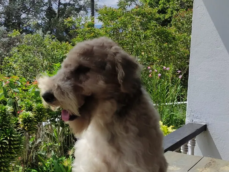 Fox Terrier de raza pura — Mascooriente