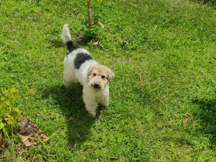 Fox Terrier de raza pura — Mascooriente