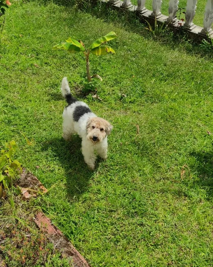 Fox Terrier de raza pura — Mascooriente