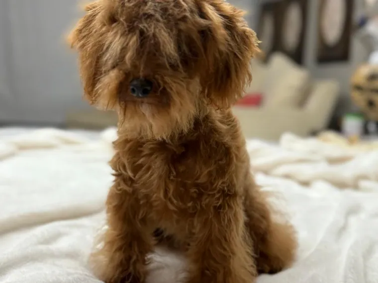 Golden Doodle — carácter y personalidad