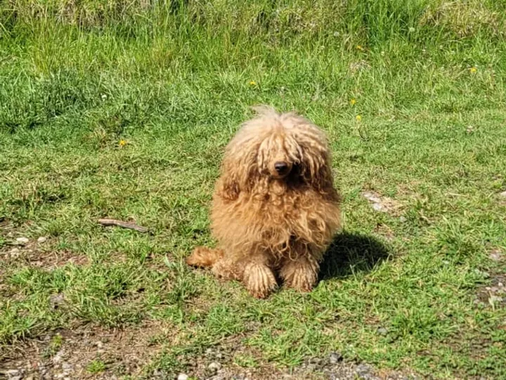 Golden Doodle — cuidados