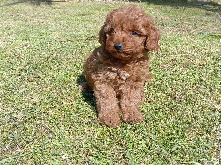 Golden Doodle de raza pura en casa — Mascooriente