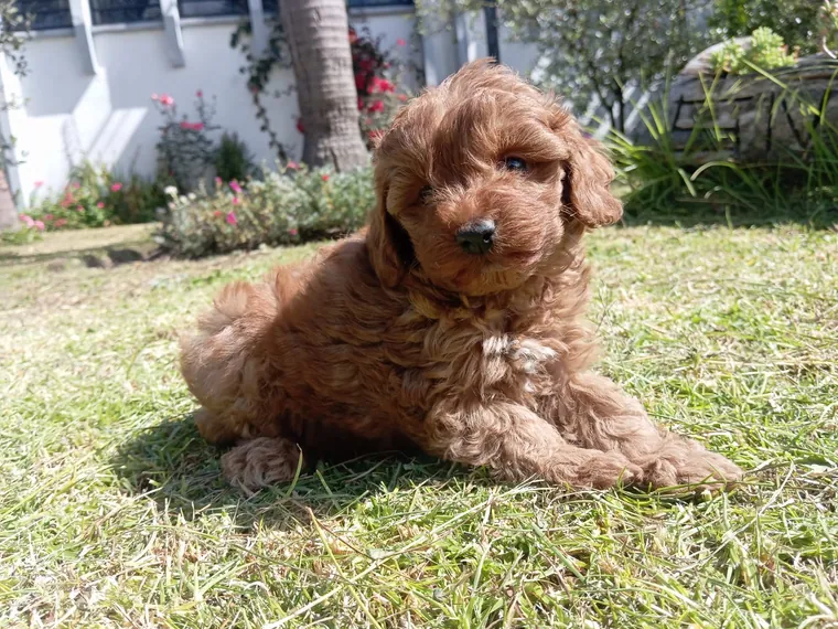 Golden Doodle de raza pura — Mascooriente