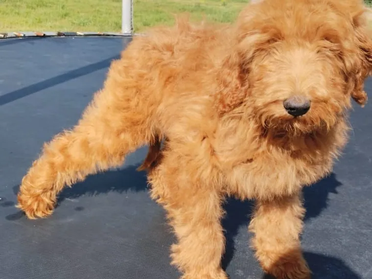 Golden Doodle de raza pura — Mascooriente