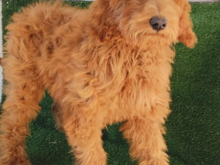 Golden Doodle de raza pura — Mascooriente