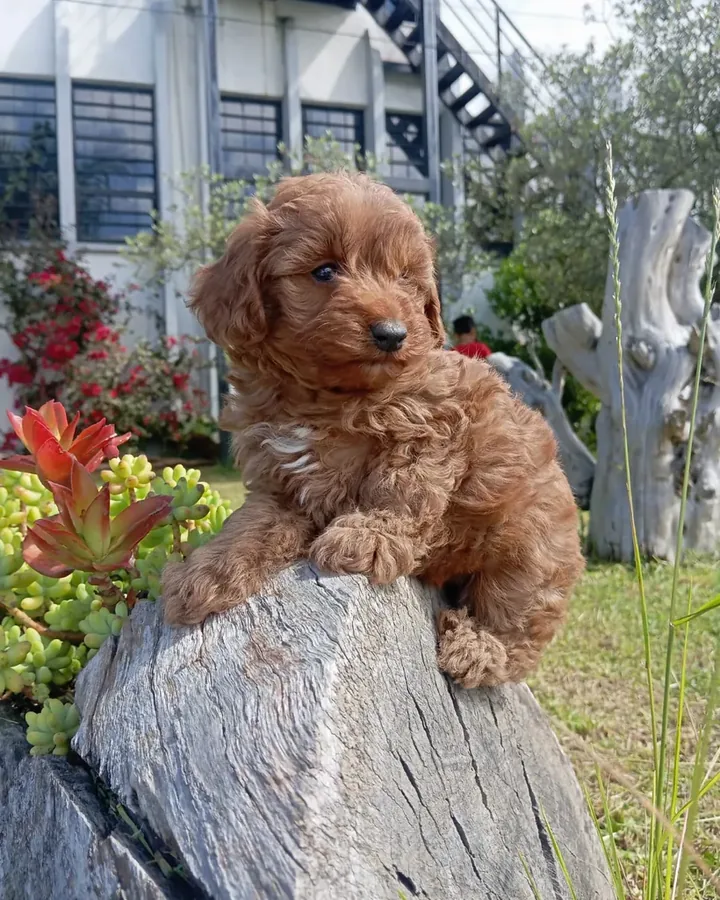 Golden Doodle de raza pura — Mascooriente