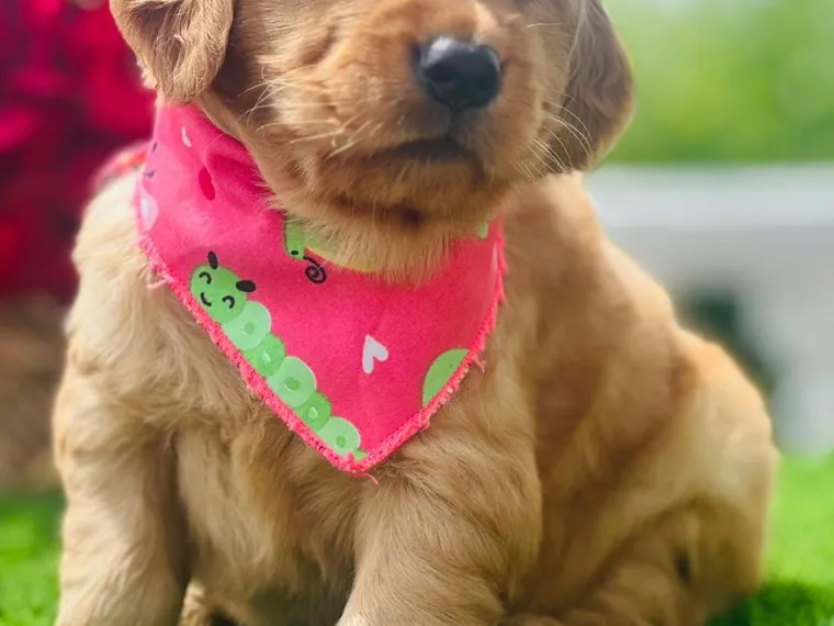 Golden Retriever — carácter y personalidad