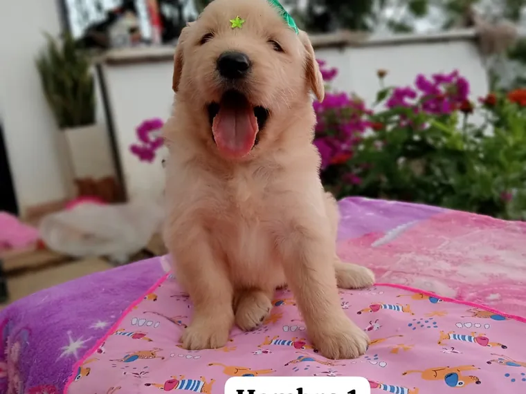 Golden Retriever — cuidados