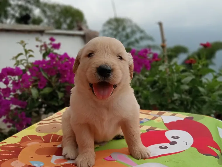 Golden Retriever de raza pura en casa — Mascooriente