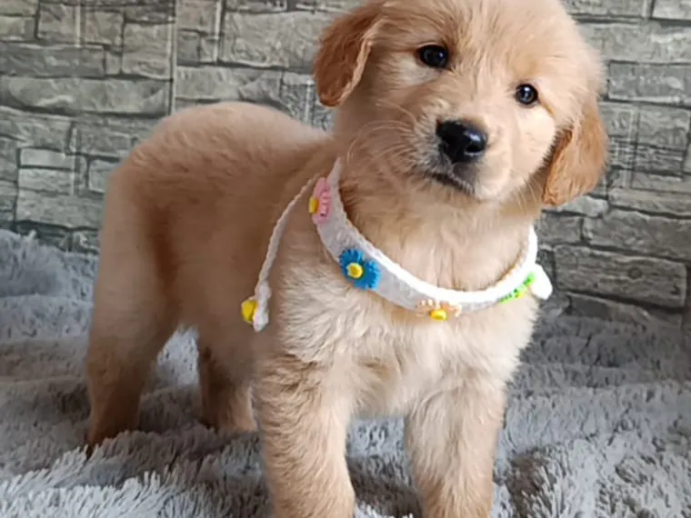 Golden Retriever de raza pura — Mascooriente
