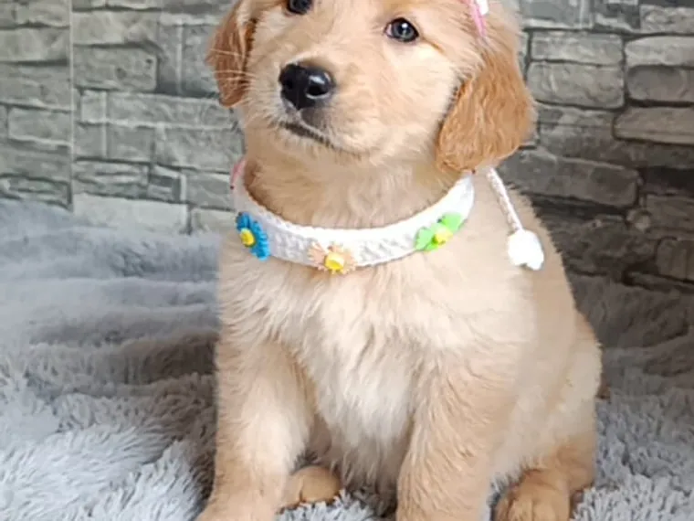 Golden Retriever de raza pura — Mascooriente