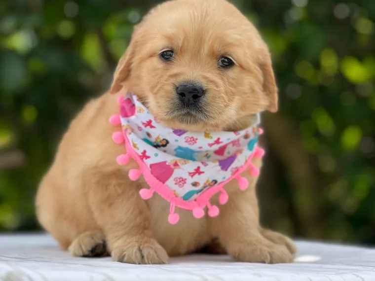 Golden Retriever de raza pura — Mascooriente