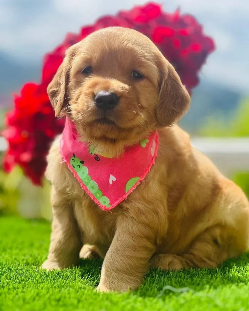 Golden Retriever de raza pura — Mascooriente
