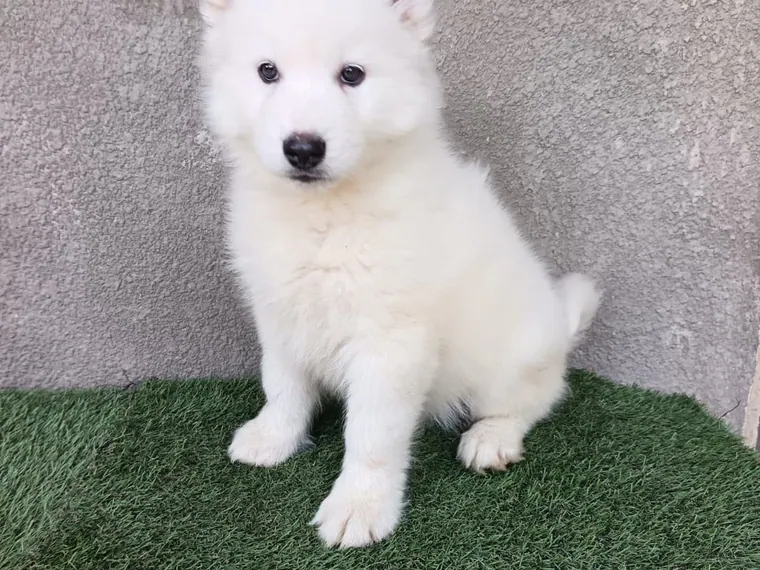 Husky Siberiano — carácter y personalidad