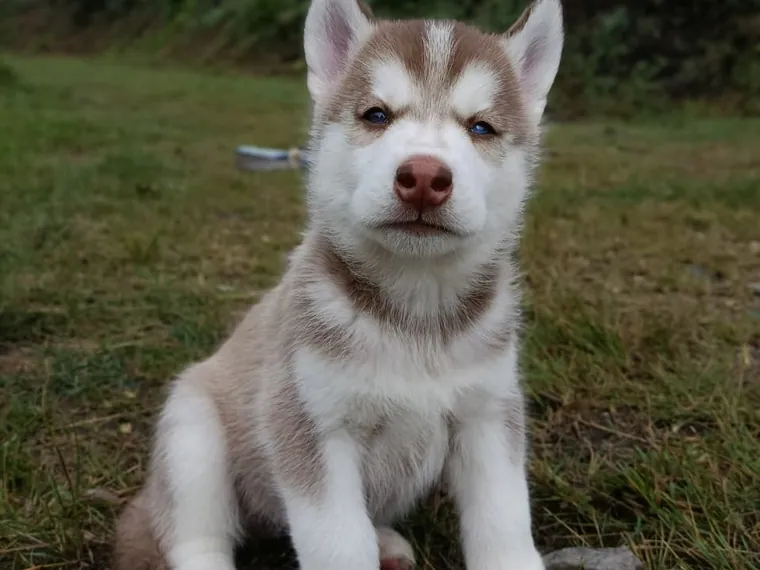 Husky Siberiano — cuidados