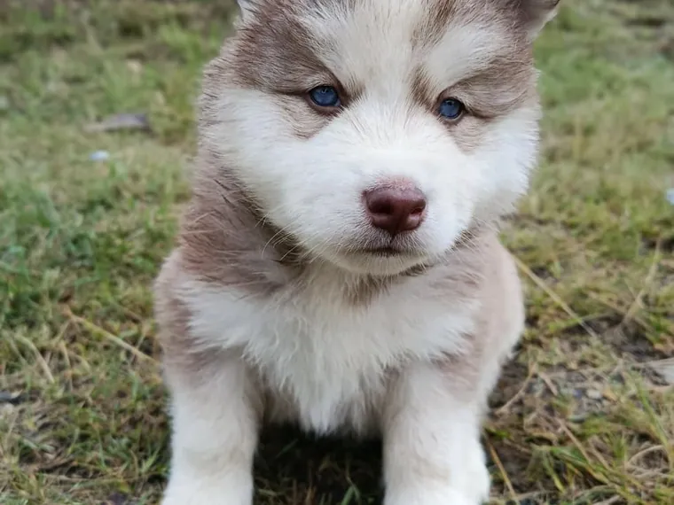 Husky Siberiano de raza pura en casa — Mascooriente