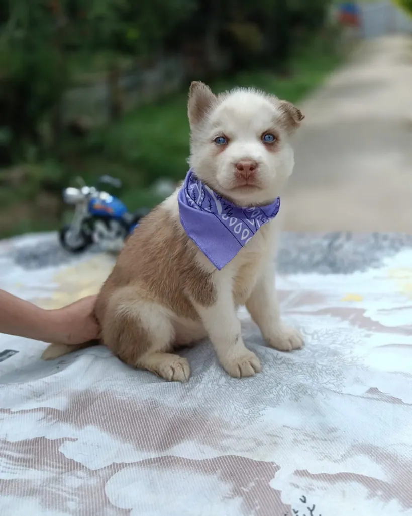 Husky Siberiano de raza pura — Mascooriente