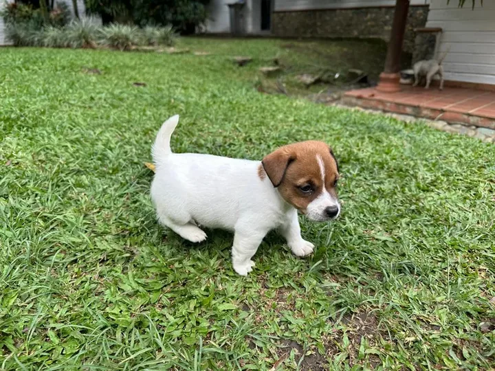 Jack Russell — carácter y personalidad