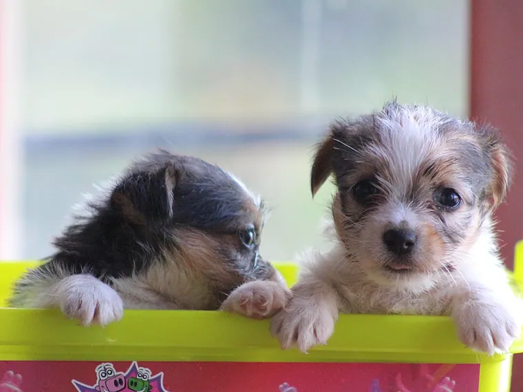 Jack Russell — cuidados