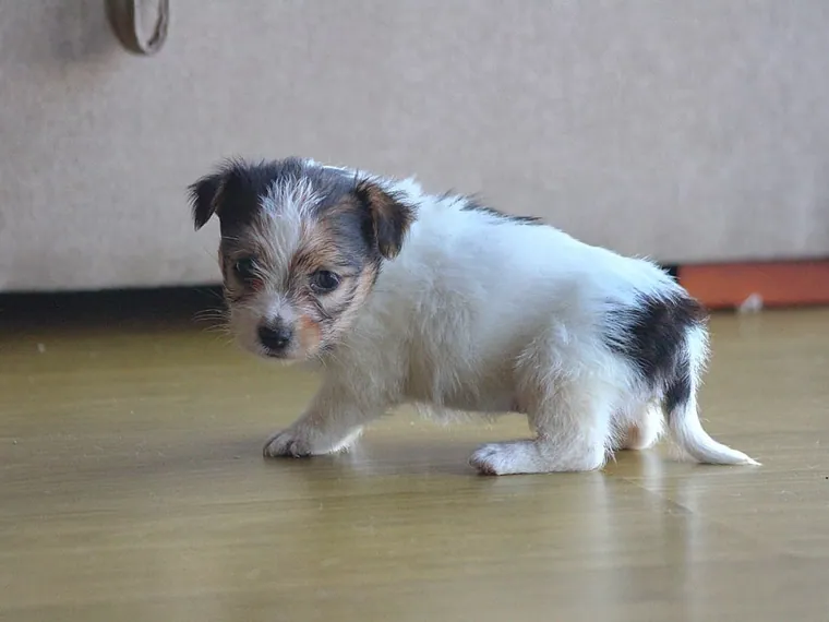Jack Russell de raza pura en casa — Mascooriente