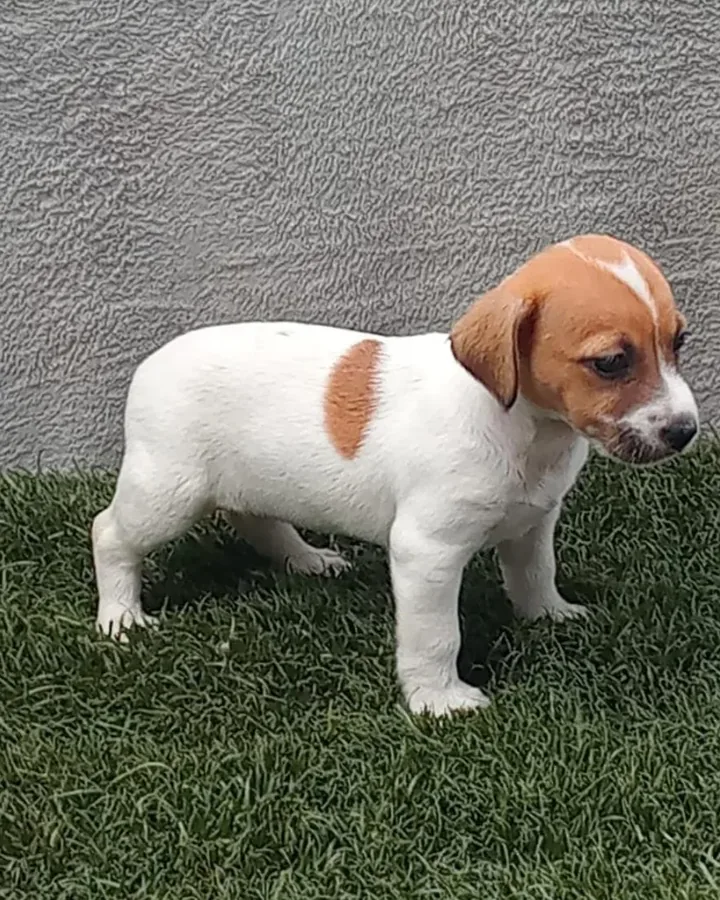 Jack Russell de raza pura — Mascooriente