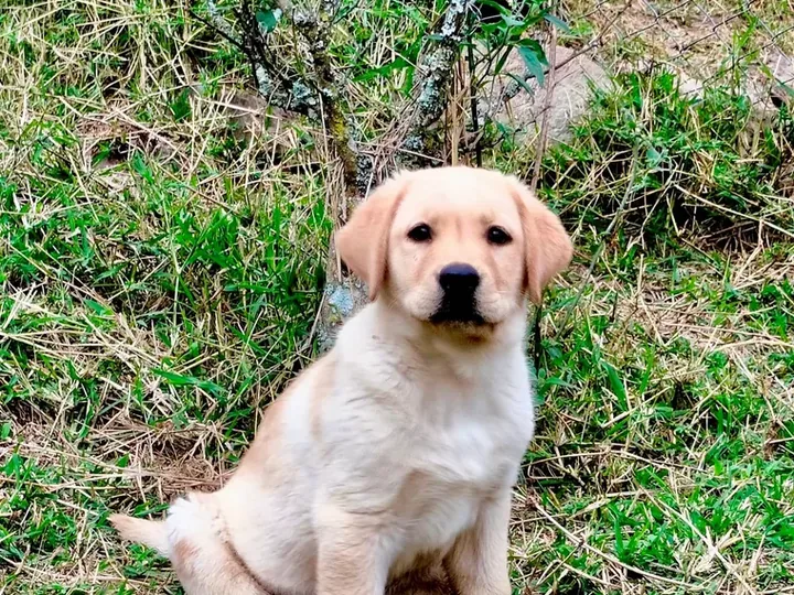 Labrador Retriever — carácter y personalidad