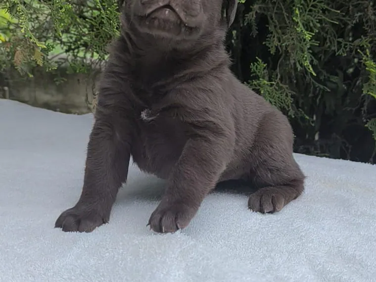Labrador Retriever — cuidados