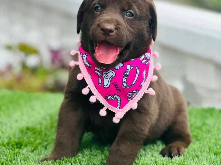 Labrador Retriever de raza pura en casa — Mascooriente