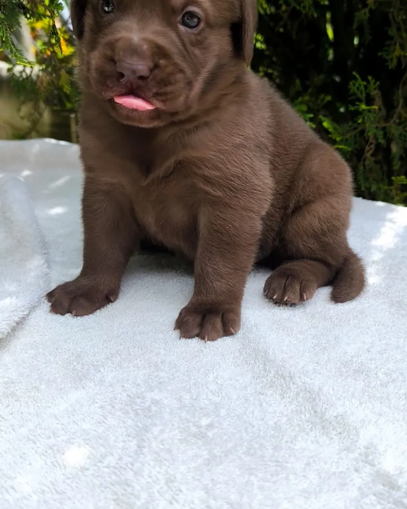 Labrador Retriever de raza pura — Mascooriente