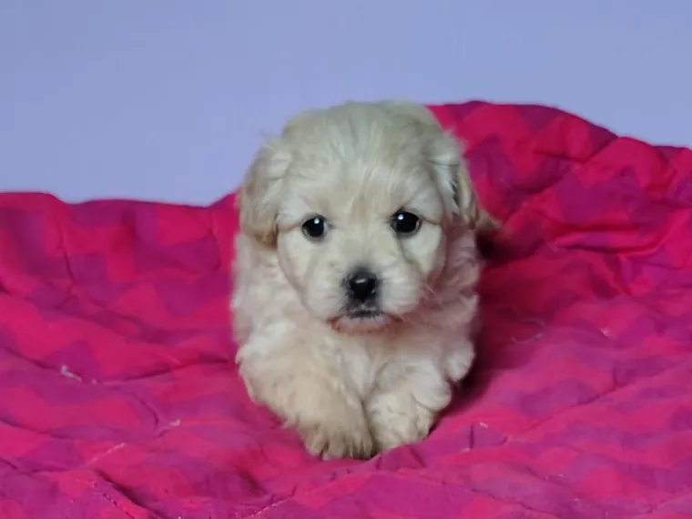 Maltipoo — carácter y personalidad