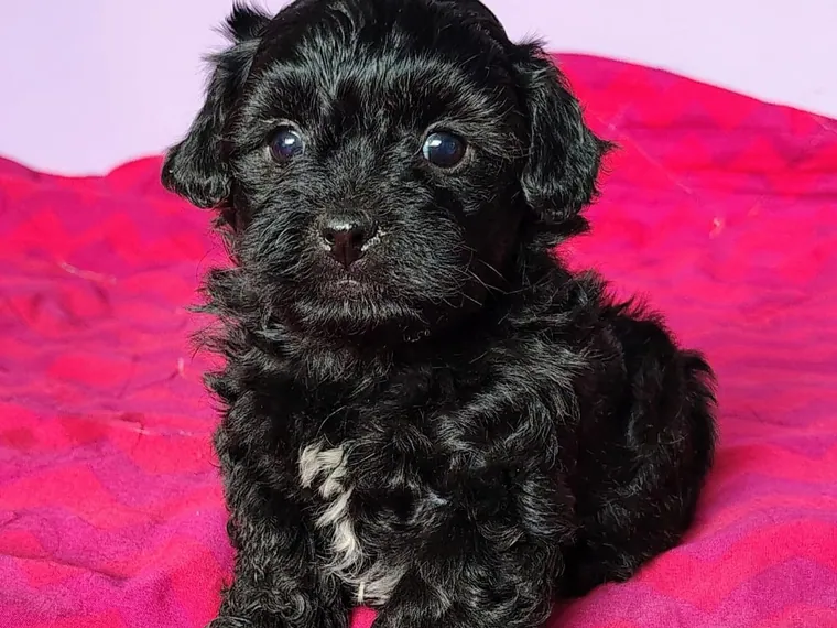 Maltipoo — cuidados