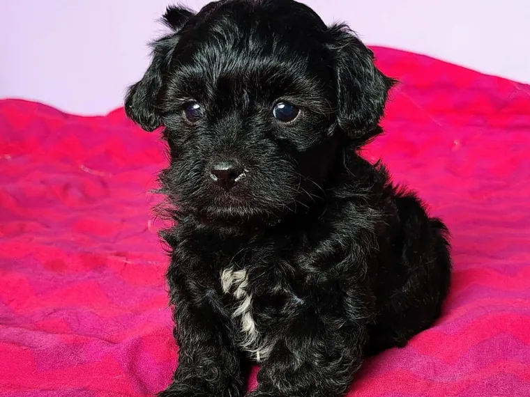 Maltipoo de raza pura en casa — Mascooriente