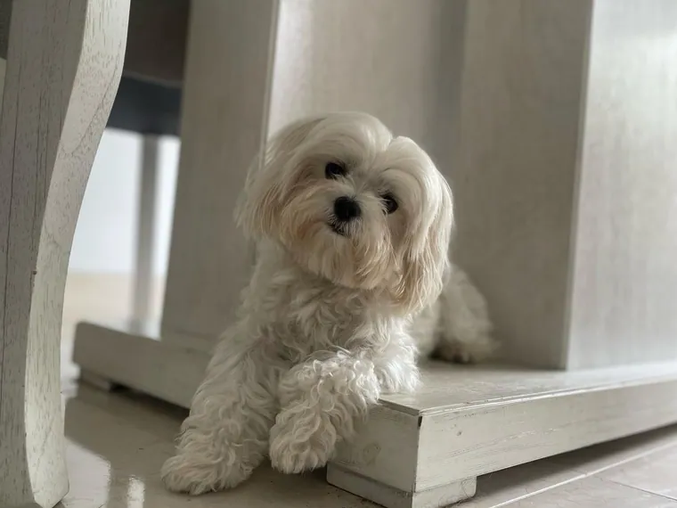 Maltipoo de raza pura — Mascooriente