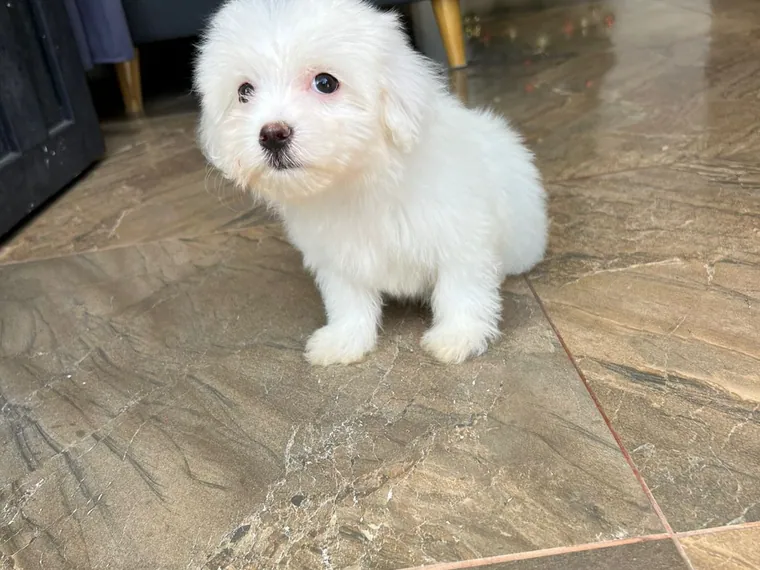 Maltipoo de raza pura — Mascooriente