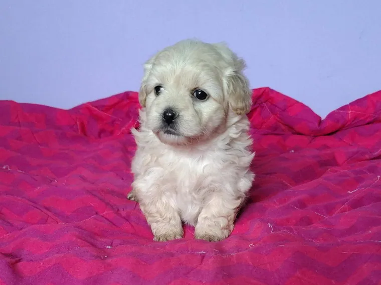 Maltipoo de raza pura — Mascooriente