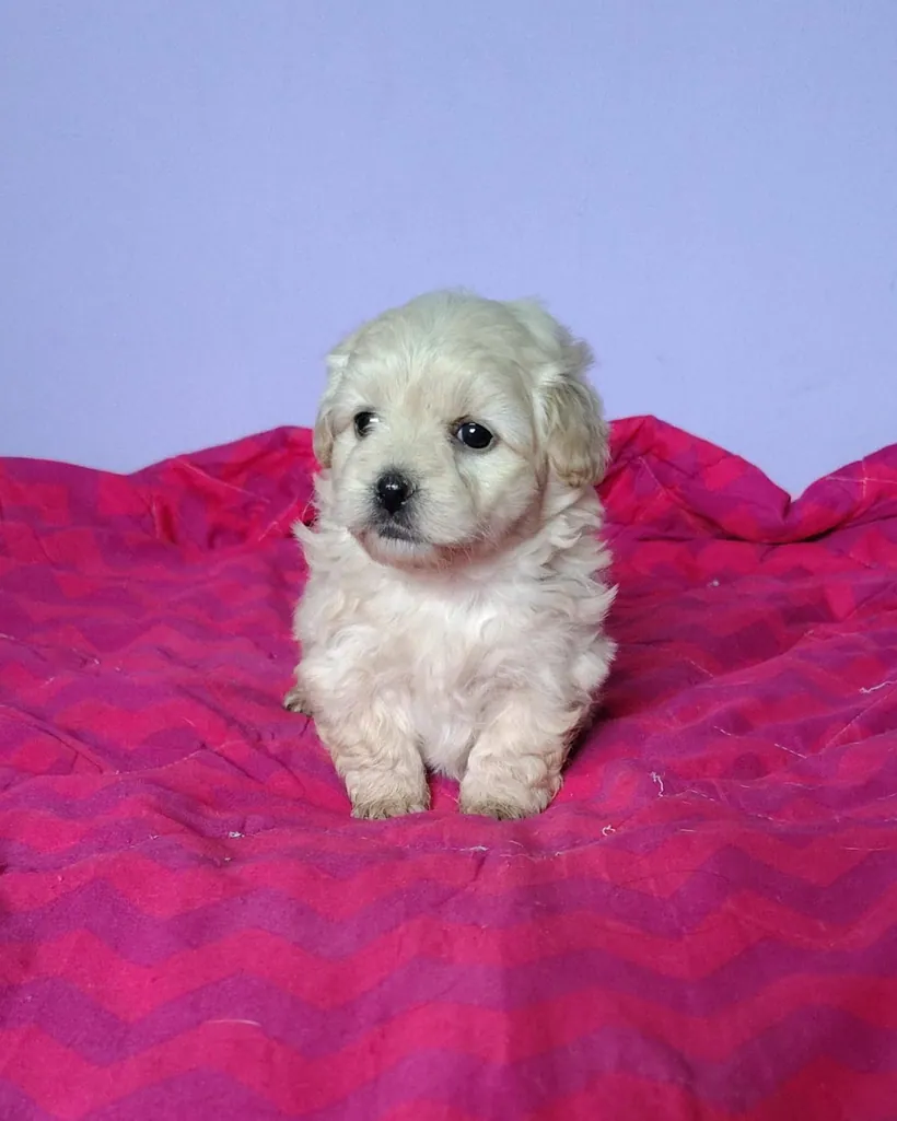 Maltipoo de raza pura — Mascooriente
