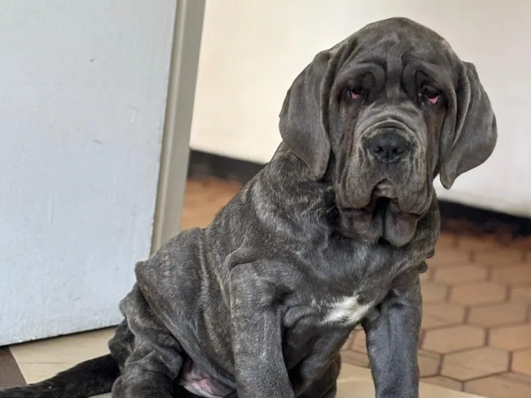 Mastín Napolitano de raza pura — Mascooriente