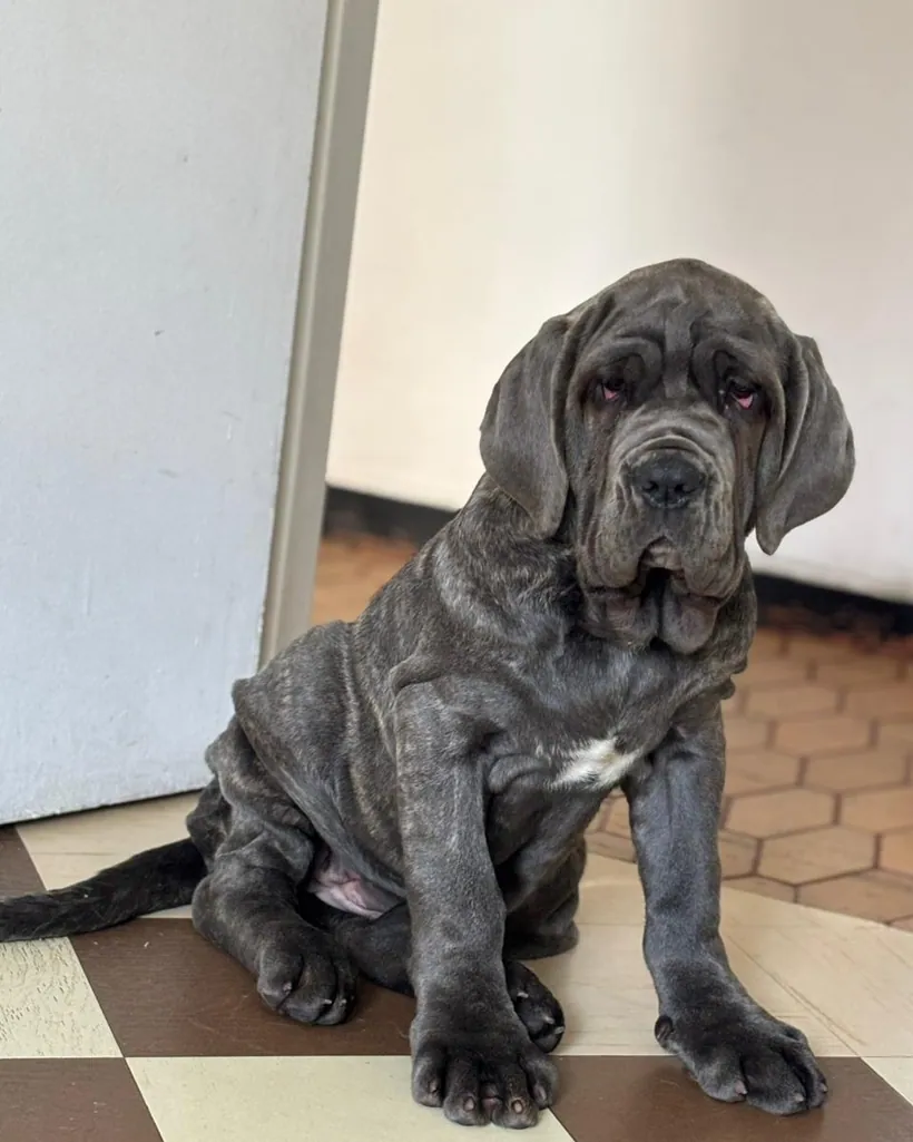 Mastín Napolitano de raza pura — Mascooriente