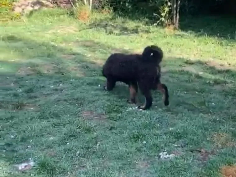 Mastín Tibetano de raza pura en casa — Mascooriente