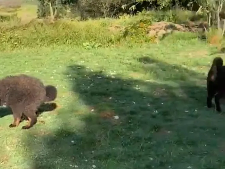 Mastín Tibetano de raza pura — Mascooriente