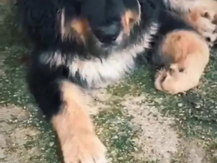 Mastín Tibetano de raza pura — Mascooriente