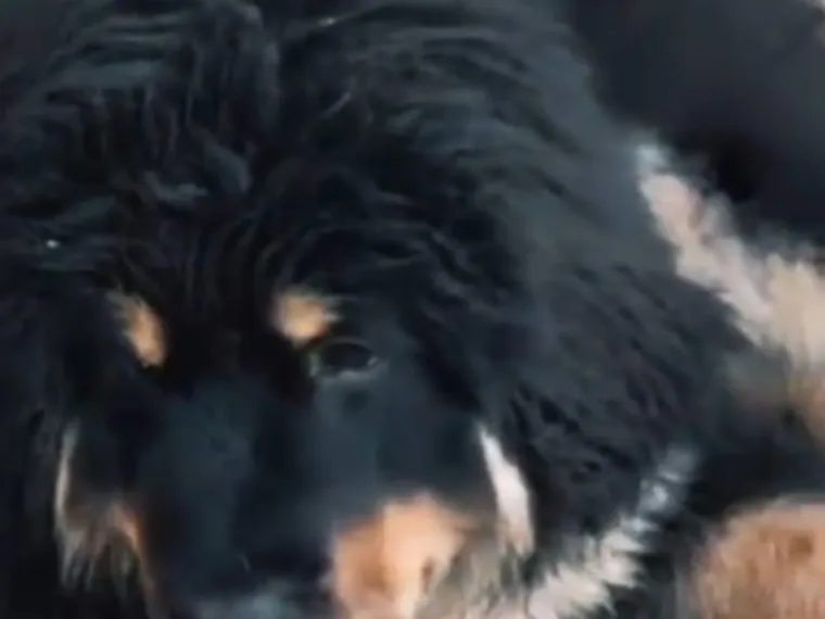 Mastín Tibetano de raza pura — Mascooriente
