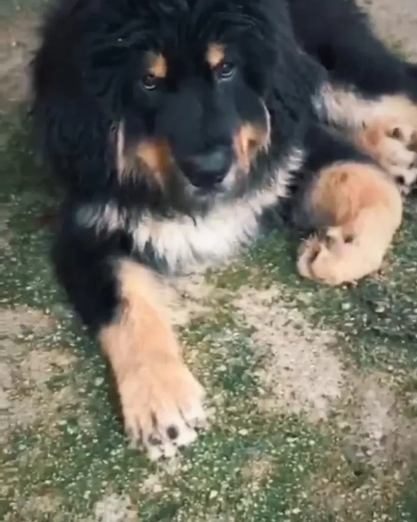 Mastín Tibetano de raza pura — Mascooriente