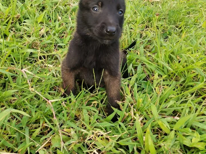 Pastor Belga de raza pura — Mascooriente