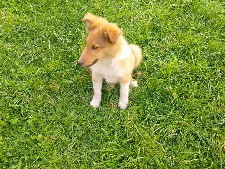 Pastor Collie — cuidados